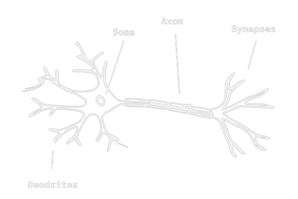 image of a neuron